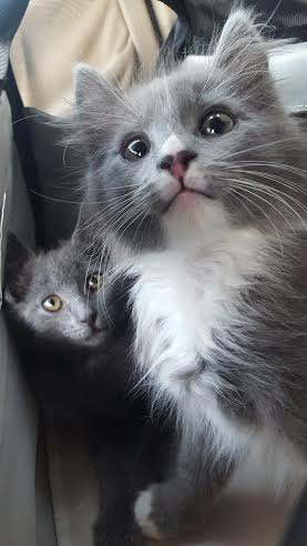 Captain and Tennille are so adorable!